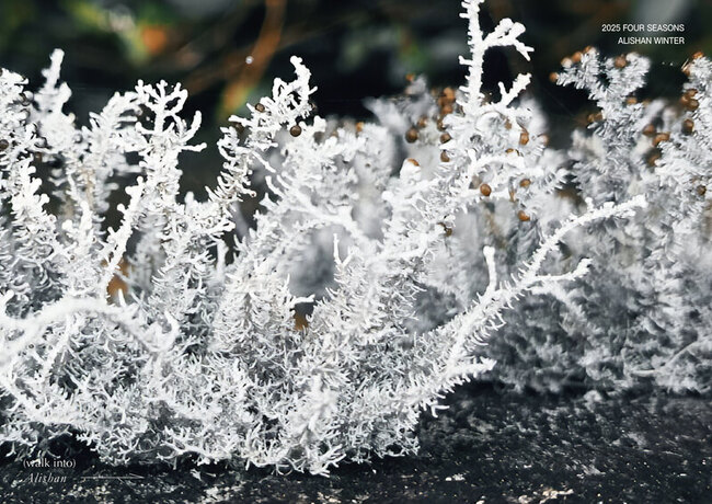 林保署推免費阿里山蕨類微觀之旅　2場次限80人 | 華視新聞