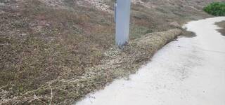 澎湖強風大浪　路樹傾倒、圓軸蟹爬上路面