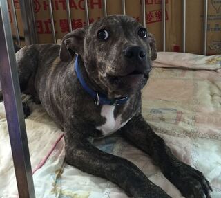 比特犬咬傷雪橇犬　竹縣動保所開罰飼主8.6萬元