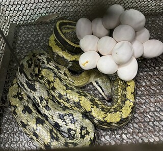 捉蛇也救蛇　新北人工孵化黑眉錦蛇野放