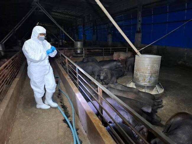 台中養豬場疑似非洲豬瘟　中市府啟動4大防疫措施 | 華視新聞