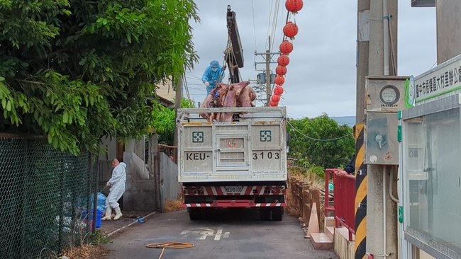 台中養豬場疑似非洲豬瘟　撲殺豬隻運出清消 | 華視新聞