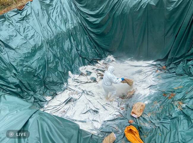 台中1養豬場疑非洲豬瘟撲殺掩埋　另7場移動管制 | 華視新聞