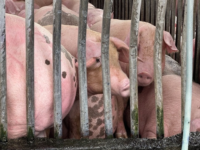 卜蜂福壽看非洲豬瘟：若疫情可控豬價影響有限 | 華視新聞