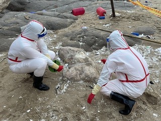 馬祖北竿發現海漂豬  啟動非洲豬瘟防疫應變