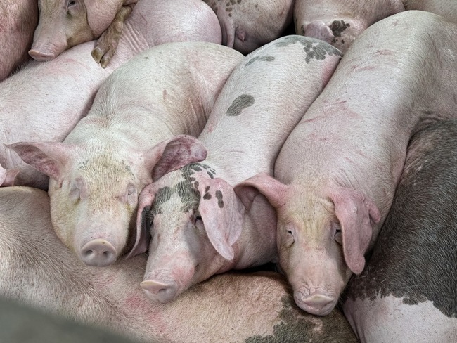 延長禁運禁宰10天　雲林養豬協會認同 | 華視新聞