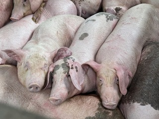 延長禁運禁宰10天　雲林養豬協會認同