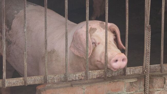 防非洲豬瘟嘉縣府決議全面禁廚餘養豬　近日公告 | 華視新聞