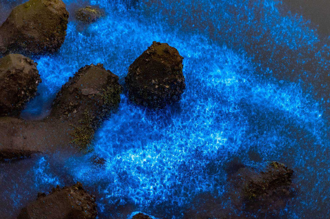 台南將軍海面藍眼淚奇景湧遊客　市府籲勿留垃圾 | 華視新聞