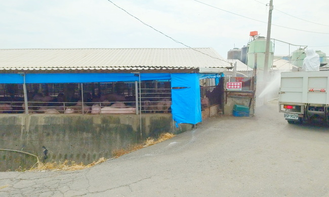 11/6前活豬禁運、禁宰　豬農調配空間飼養 | 華視新聞