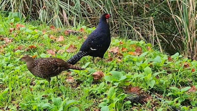 阿里山國家森林遊樂區 保育類帝雉整年可見遊客勿擾 | 華視新聞
