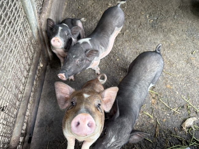 防堵非洲豬瘟　台南查核20頭以下小型養豬場無異常 | 華視新聞