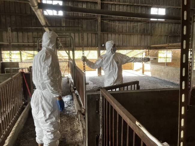 非洲豬瘟　台中市府清消採檢豬農住家10處皆陰性 | 華視新聞