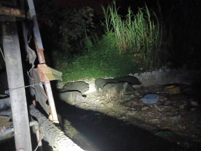 台中山豬場環境糞便採樣　初篩非洲豬瘟皆陰性 | 華視新聞