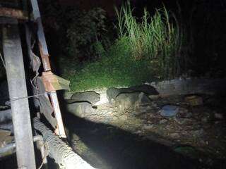 台中山豬場環境糞便採樣　初篩非洲豬瘟皆陰性