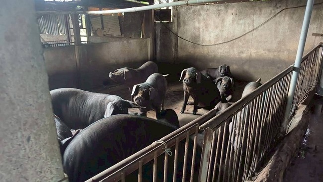 非洲豬瘟疫情衝擊產業  桃市拍板加碼補貼方案 | 華視新聞