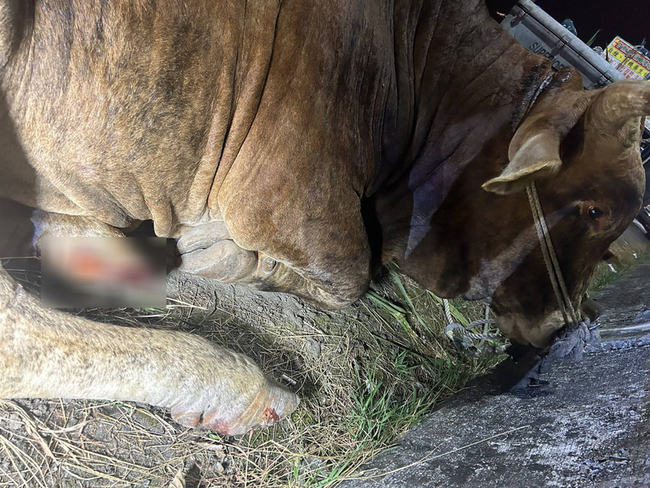 埔里翁貨車拖拉牛隻流血涉虐路人不忍　最重罰7.5萬 | 華視新聞