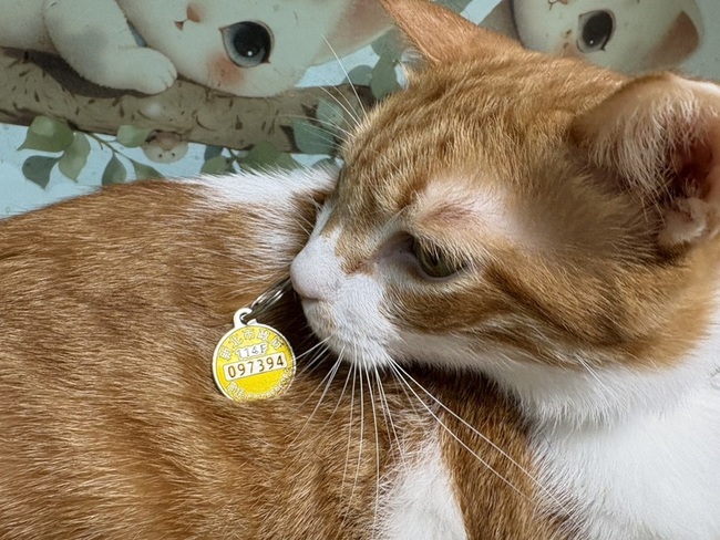 新北：帶毛寶貝打狂犬病疫苗　可抽新北幣500點 | 華視新聞