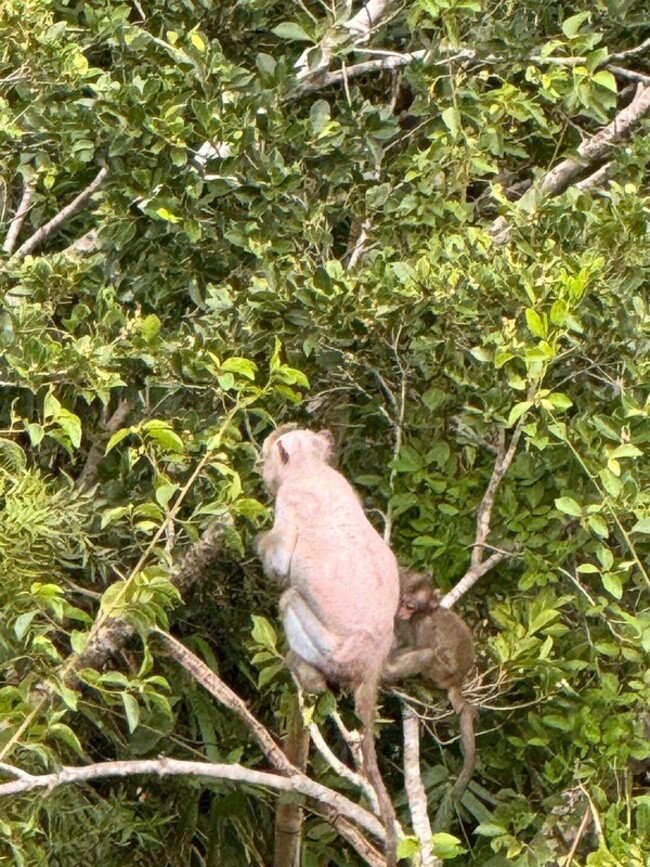 台東東河舊橋猴群脫毛似白猴　縣府初判染皮膚病 | 華視新聞