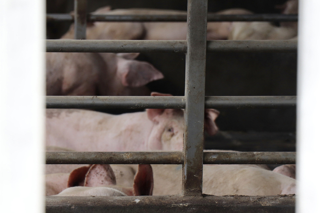 禁宰禁運解封　豬農鬆一口氣籲保障權益降損失 | 華視新聞