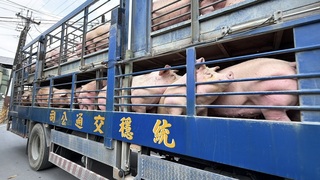 迎來解禁屏東豬農運出600頭　盼政府有穩價機制