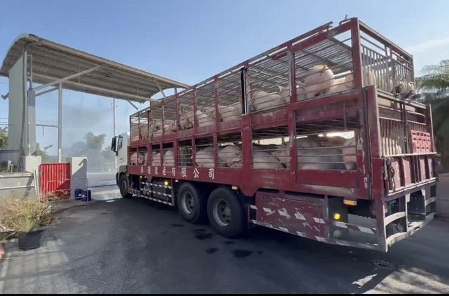 活豬禁運解除　南市府：強化肉品市場防疫稽查 | 華視新聞