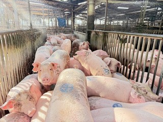 活豬拍賣恢復首日　雲林價格穩定、豬農鬆口氣