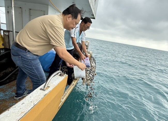 澎湖區漁會放流馬糞海膽種苗　守護海洋生機 | 華視新聞