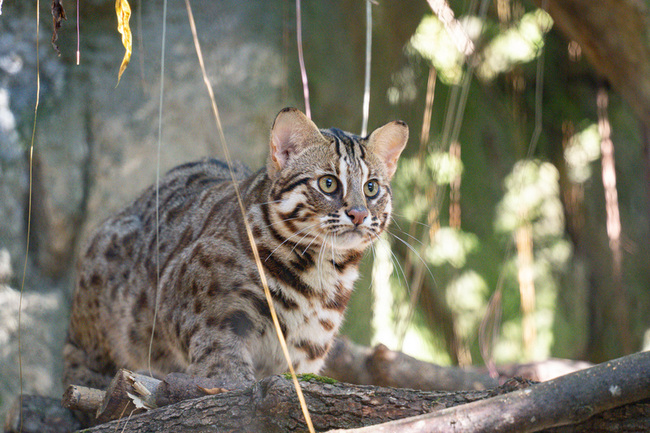 北市動物園添3救傷石虎　籲遊客安靜觀察勿打擾 | 華視新聞