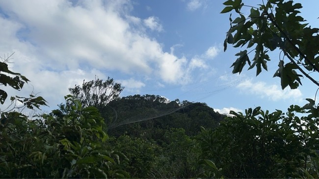 4隻黑鳶命喪大型鳥網　基警逮竊鴿集團2嫌送辦 | 華視新聞