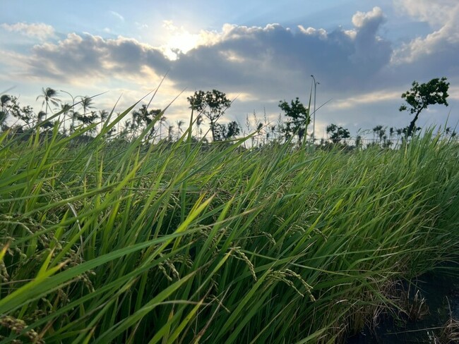 颱風鳳凰逼近  稻作未熟台東農民盼老天垂憐 | 華視新聞