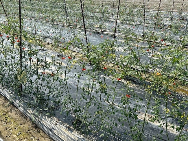 颱風鳳凰逼近　北大武山等步道11/10午後關閉 | 華視新聞