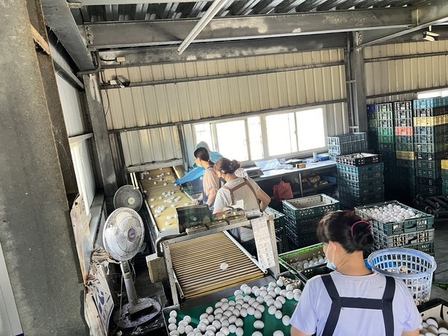 芬普尼案場檢驗雞蛋及飼料未檢出 彰化解除移動管制 | 華視新聞