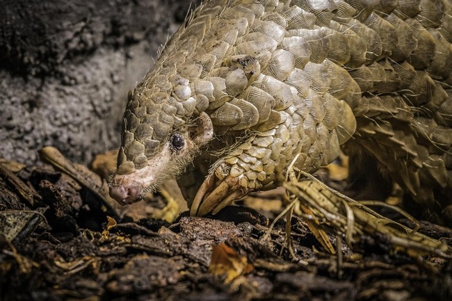 布拉格動物園穿山甲「潤喉糖」離世 | 華視新聞