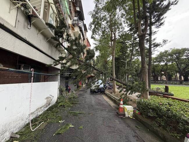 北市北投立農公園樹木傾倒　2樓住家窗戶受損無人傷 | 華視新聞