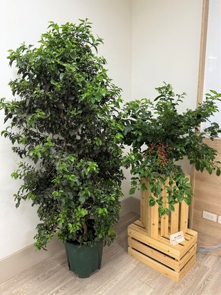 台灣首個本土咖啡品種台農1號 烘焙後達精品等級