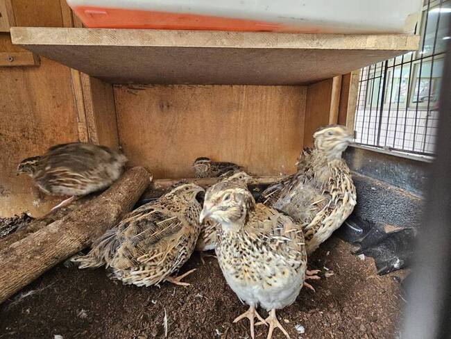 高市學童為小鵪鶉築窩　生命教育不再只是課本故事 | 華視新聞