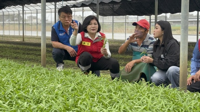 颱風鳳凰襲台雲林稻農搶割 菜農搶收買氣弱跌多漲少 | 華視新聞