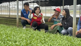 颱風鳳凰襲台雲林稻農搶割 菜農搶收買氣弱跌多漲少
