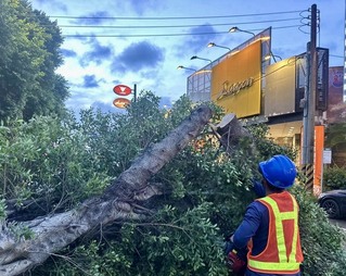 路樹接連倒塌議員籲健檢　竹市：研擬種植設計