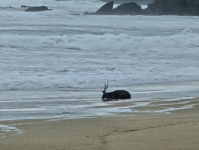 颱風天梅花鹿倒臥墾丁沙灘　疑遭流浪犬咬傷待營救 | 華視新聞