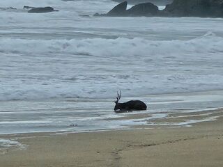 颱風天梅花鹿倒臥墾丁沙灘　疑遭流浪犬咬傷待營救