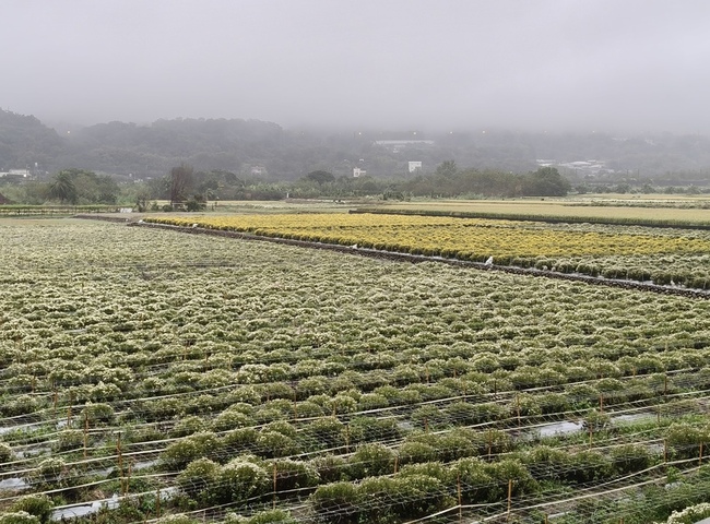 颱風攪局幸未釀災　苗栗銅鑼杭菊迎賞花期 | 華視新聞