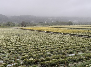 颱風攪局幸未釀災　苗栗銅鑼杭菊迎賞花期