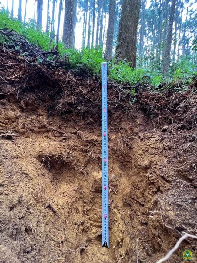 森林儲碳最多在土壤　不同樹種深層濃度差異大 | 華視新聞