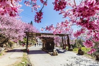 竹縣觀光魅力　司馬庫斯、峨眉湖入選推薦亮點