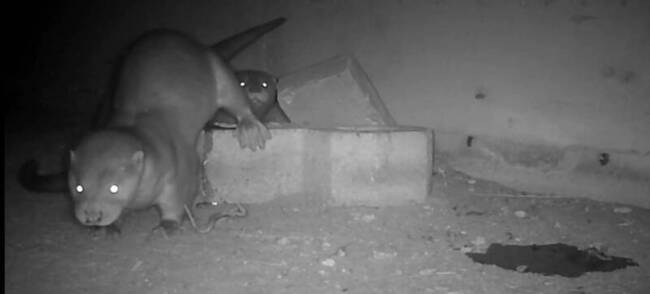 金門社區巡守生態棲地　114年相機拍到更多水獺寶寶 | 華視新聞