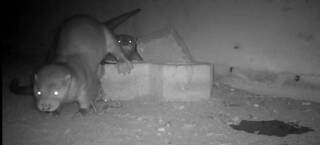 金門社區巡守生態棲地　114年相機拍到更多水獺寶寶