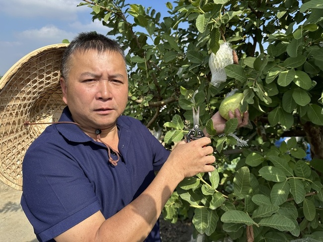 氣候衝擊彰化芭樂量減價飆新高　農會估12月底回穩 | 華視新聞