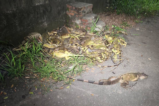 台南綠鬣蜥捕獲量約增1倍　市府加強熱點處理防擴散